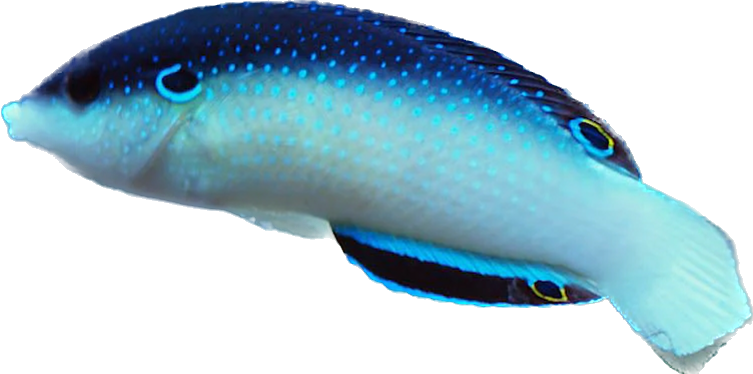 Black Backed China Wrasse M