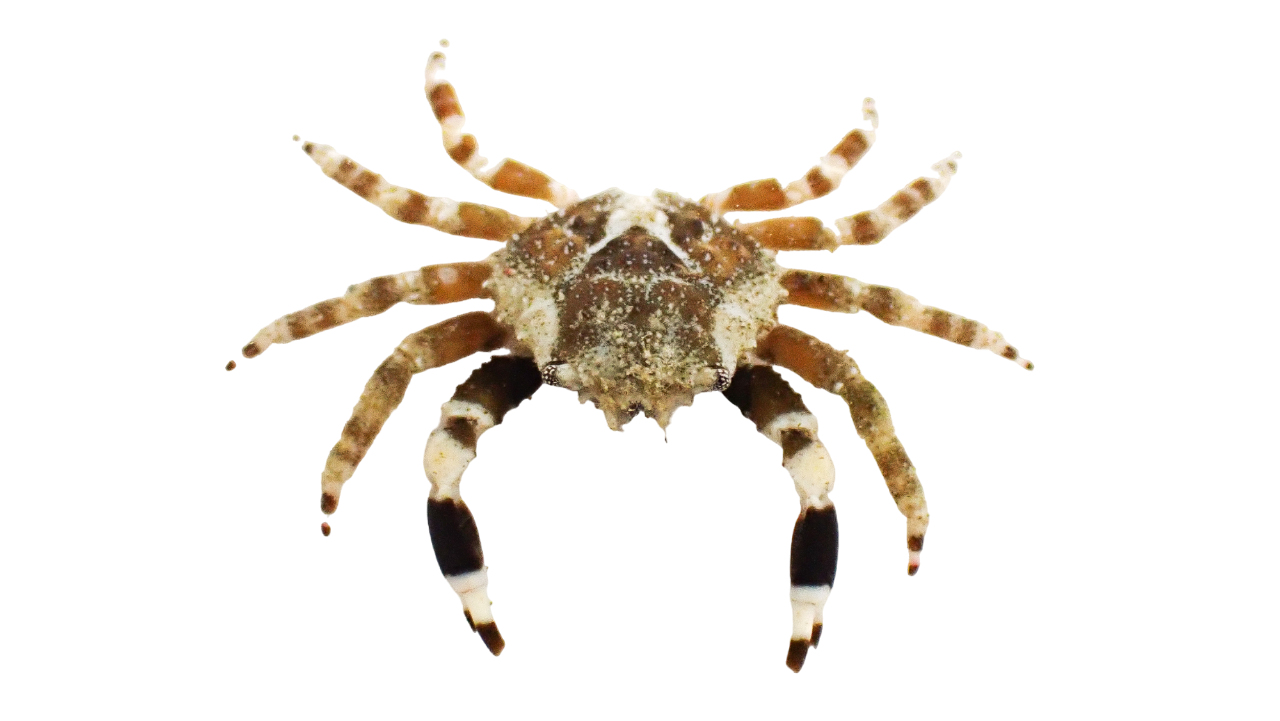 Harlequin Emrald Crabs