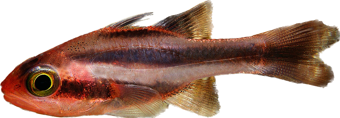 Oblique-Banded Cardinalfish