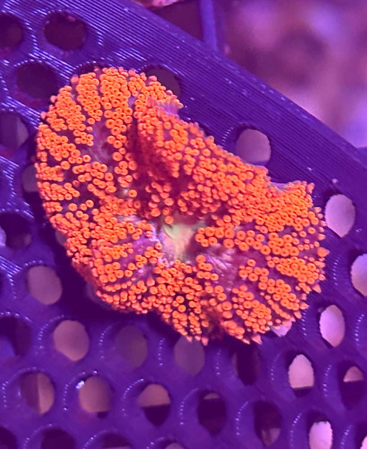 WYSIWYG Anemone #27