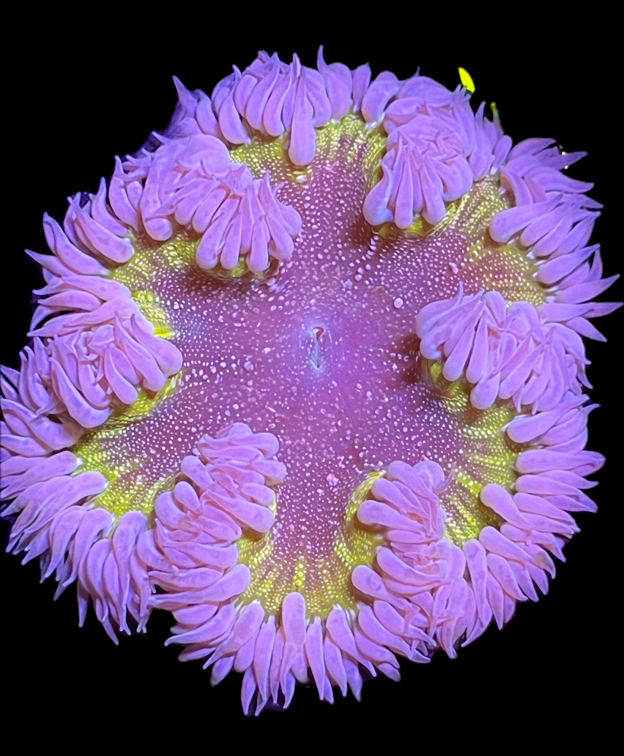 WYSIWYG Anemone #34