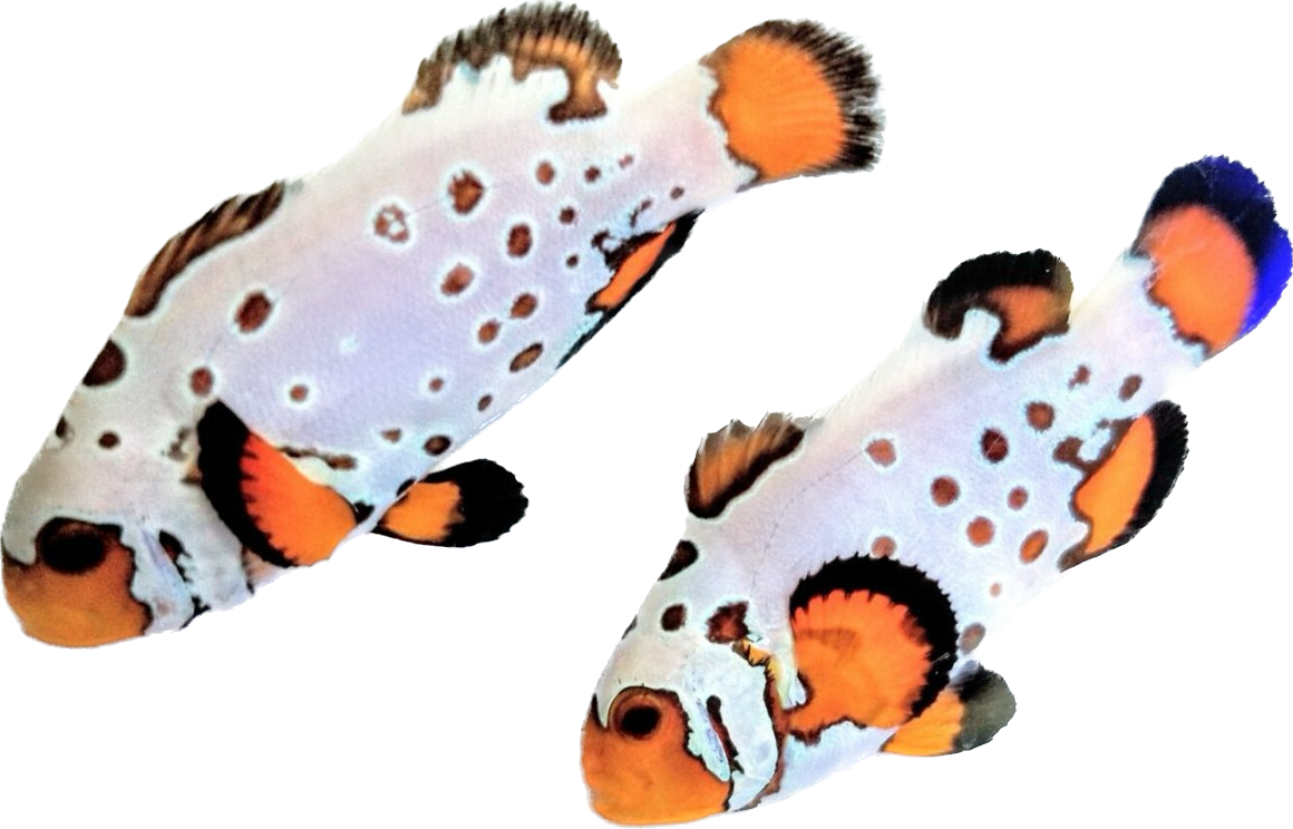 Extreme Bullet Hole Clownfish