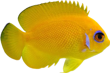 Captive Bred Lemonpeel Angel