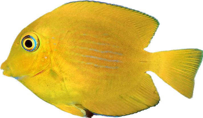 Yellow Eye Bristletooth Tang S Africa