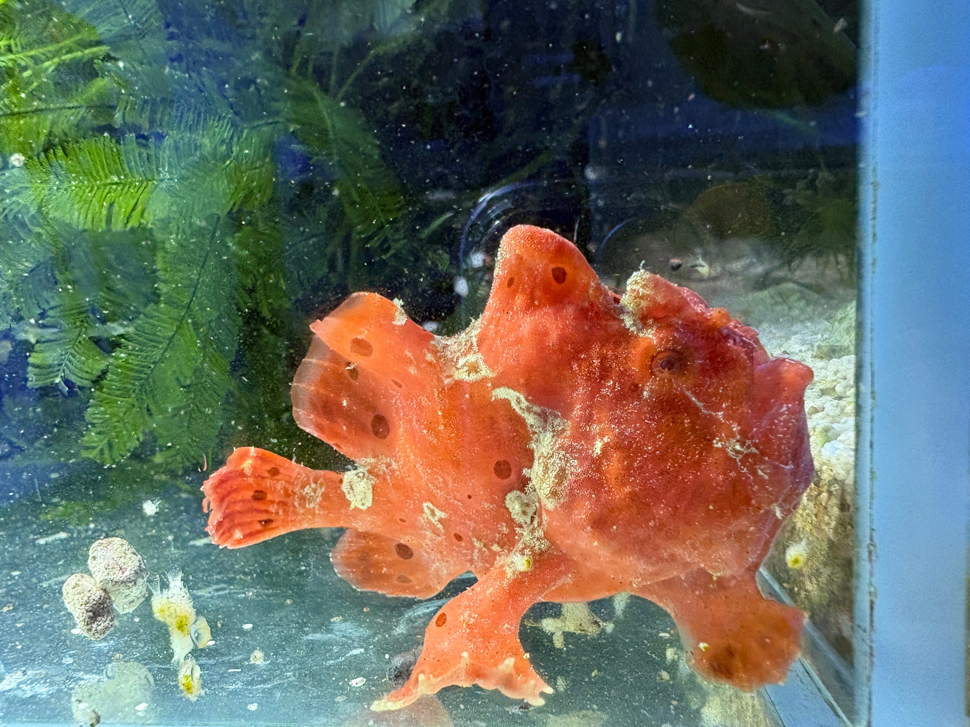 WYSIWYG Frogfish #2