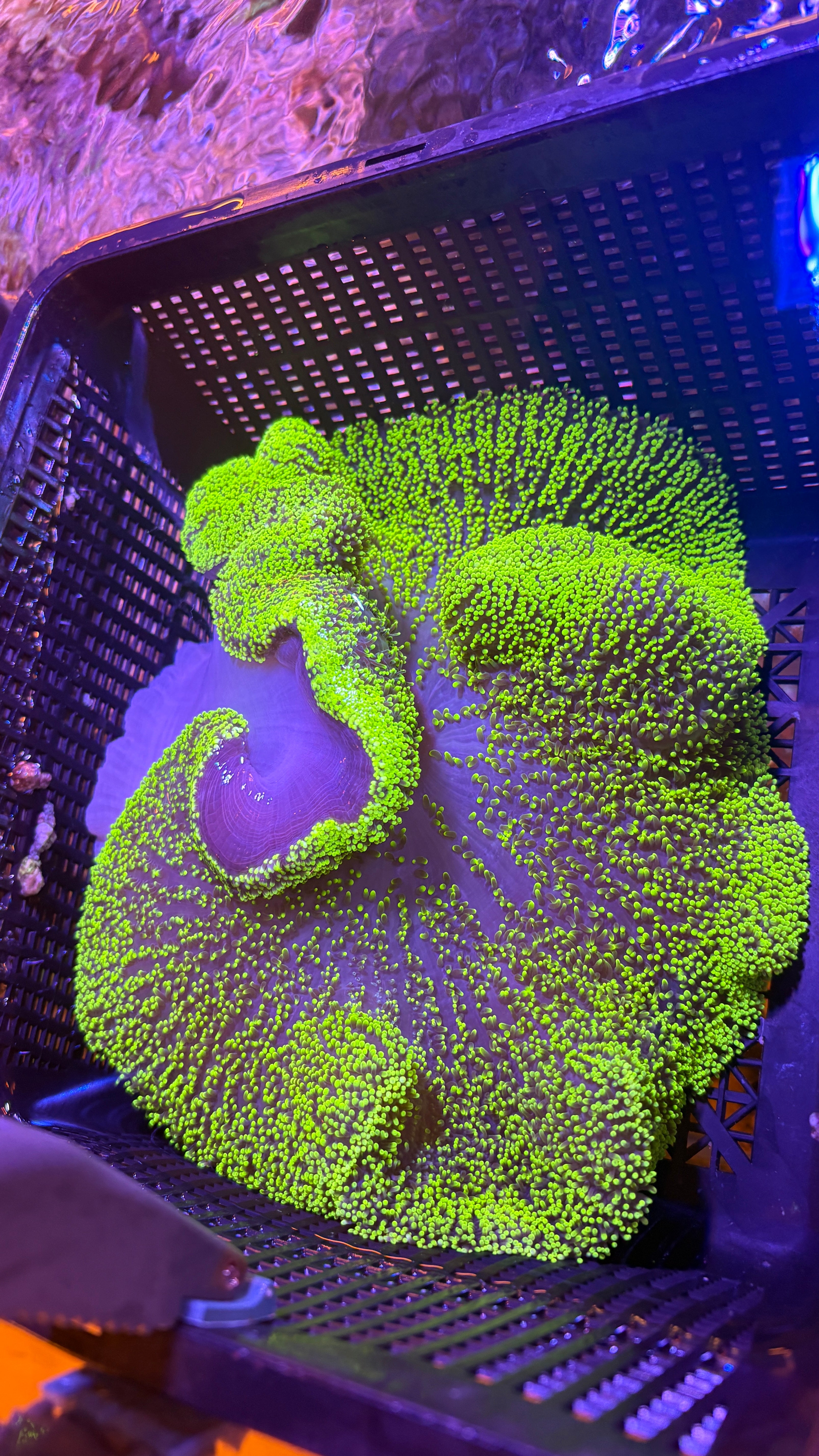 WYSIWYG Anemone #2
