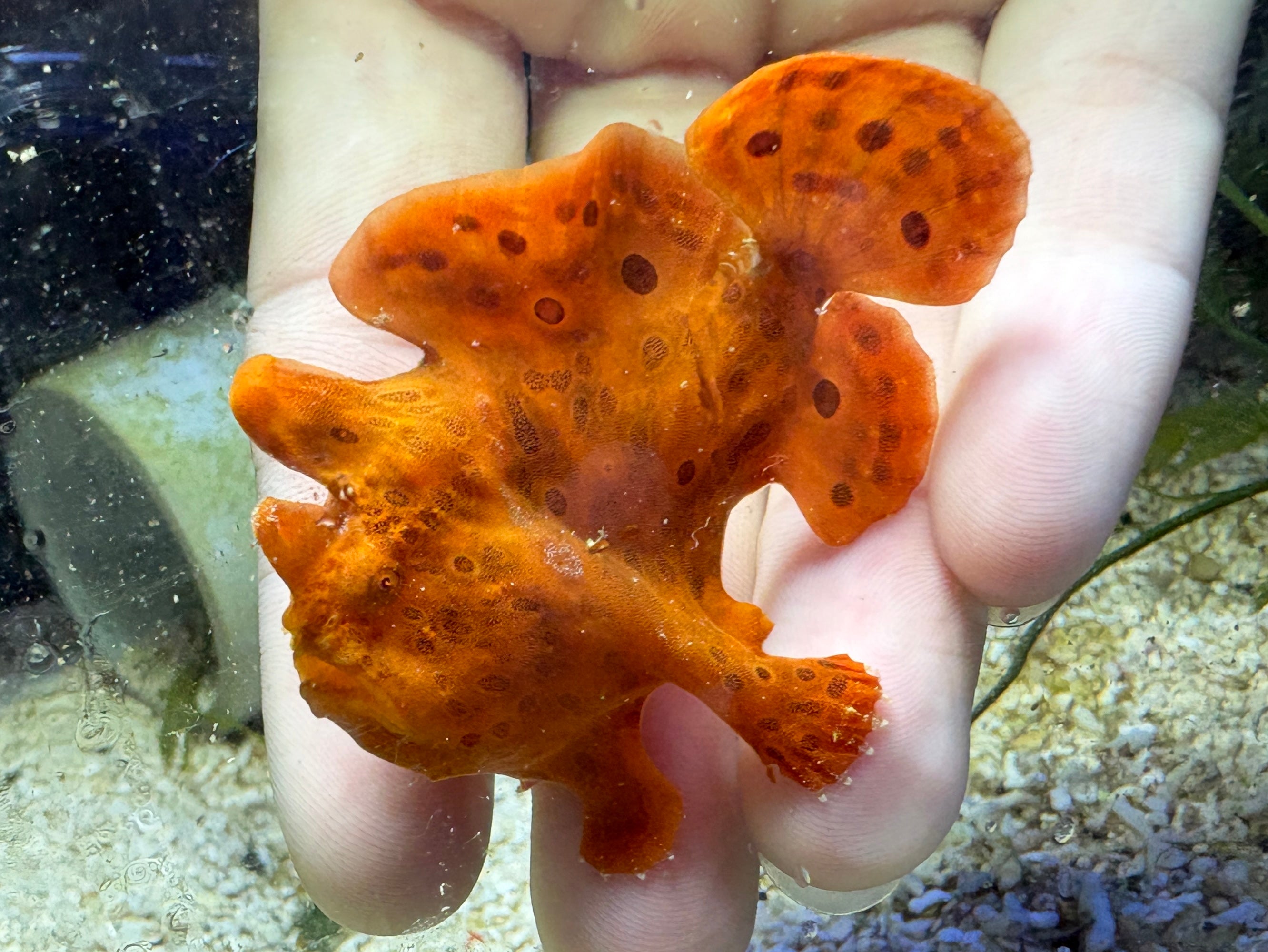 WYSIWYG Frogfish #5