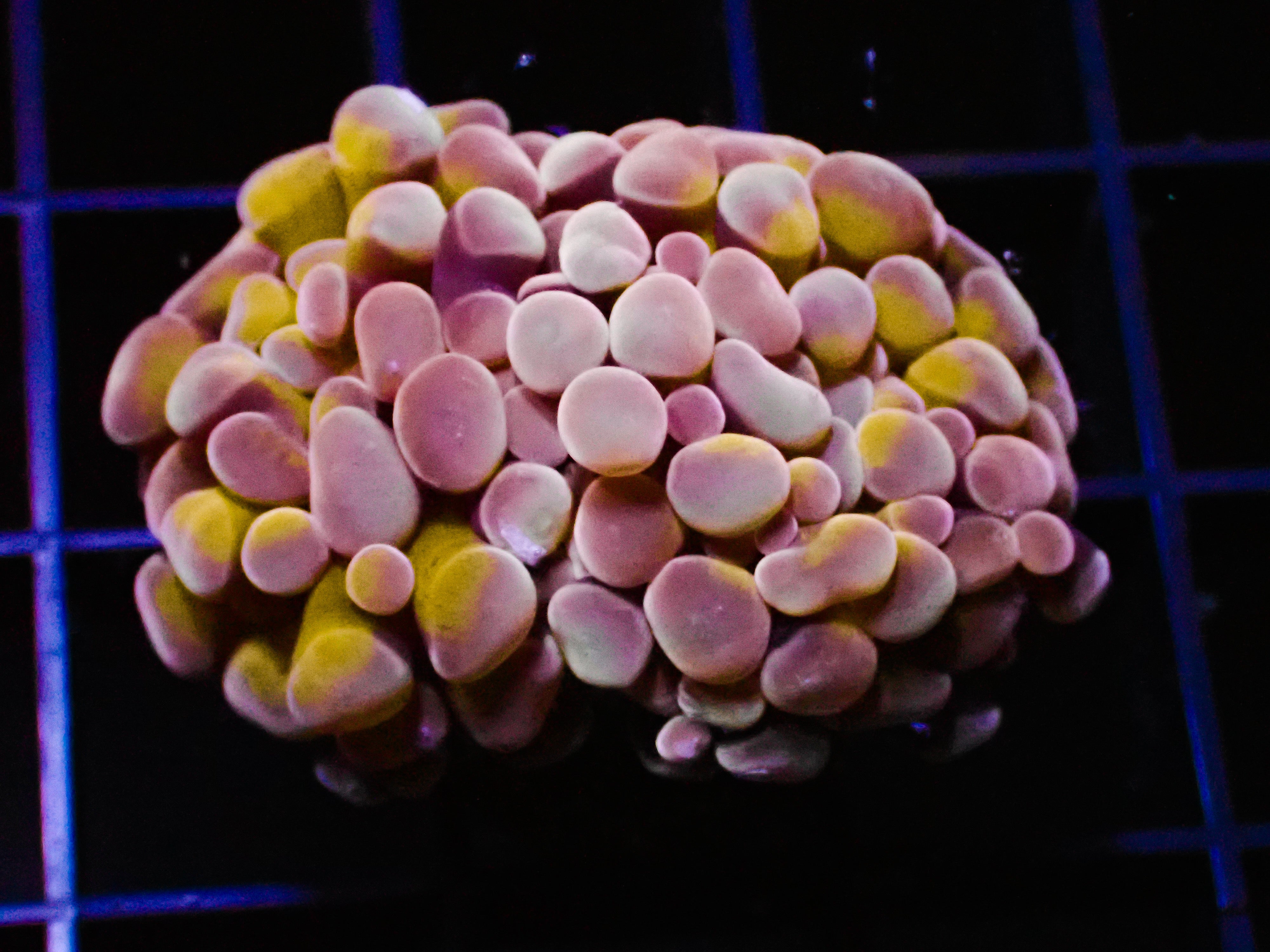 Hammer - HG Bronze Single Head