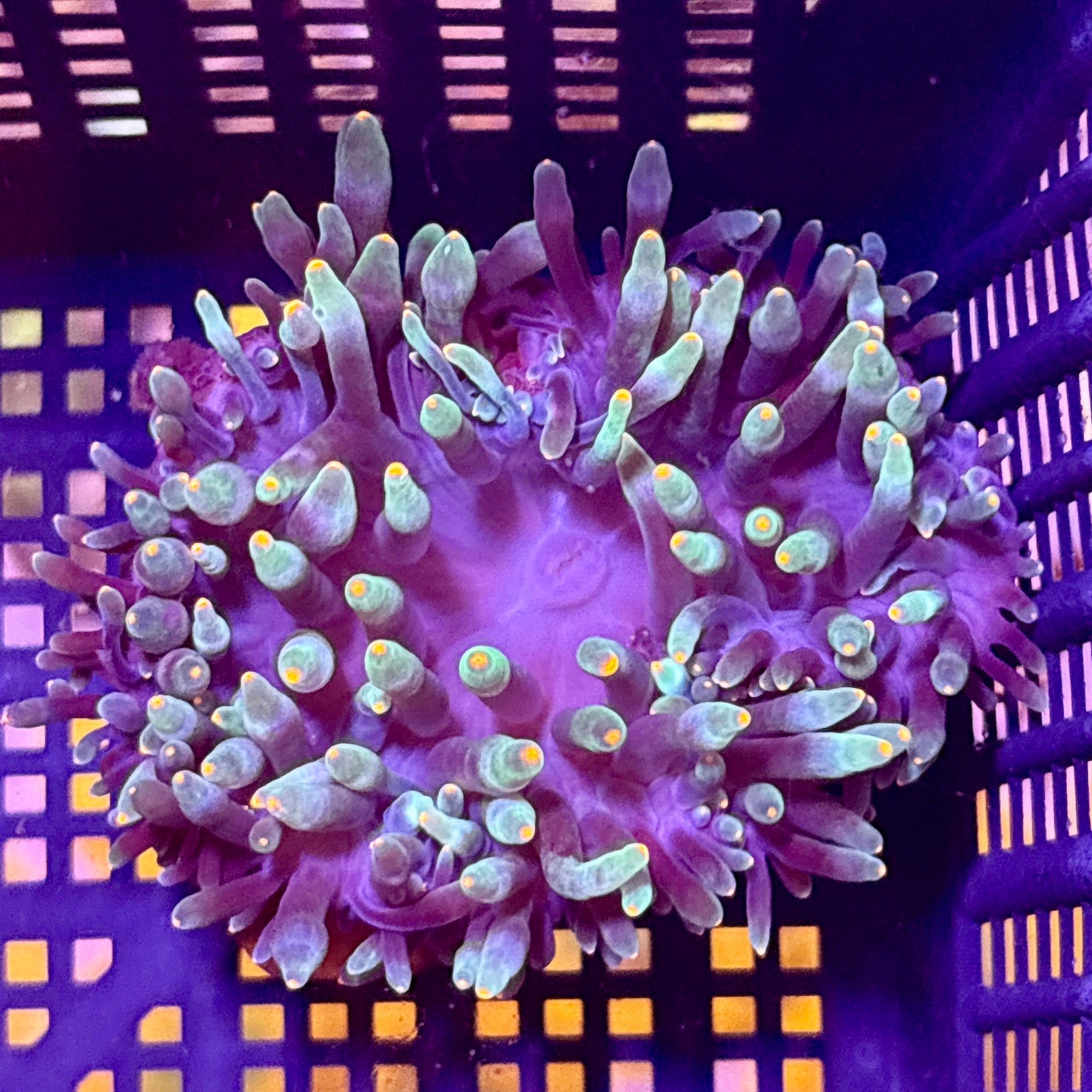 WYSIWYG Anemone #2