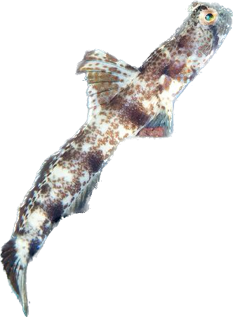 Monster Shrimp Goby Small