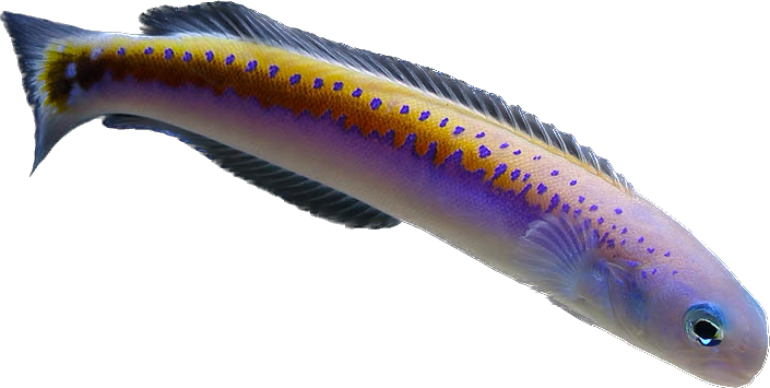 Oreni tilefish XL (Rare)