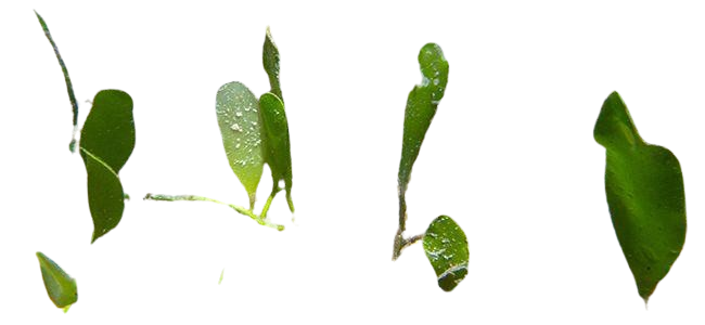 Fine Seagrass Caulerpa 