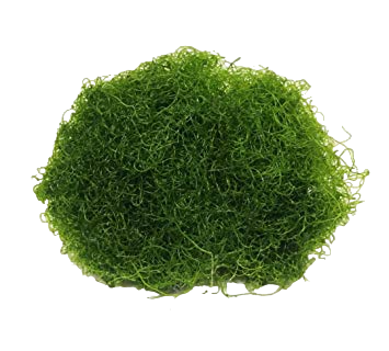 Spend > $2000 Special