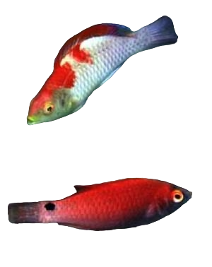 Adorned Fairy Wrasse Female