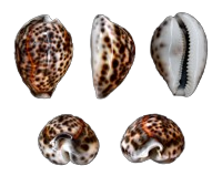Tiger Cowrie L