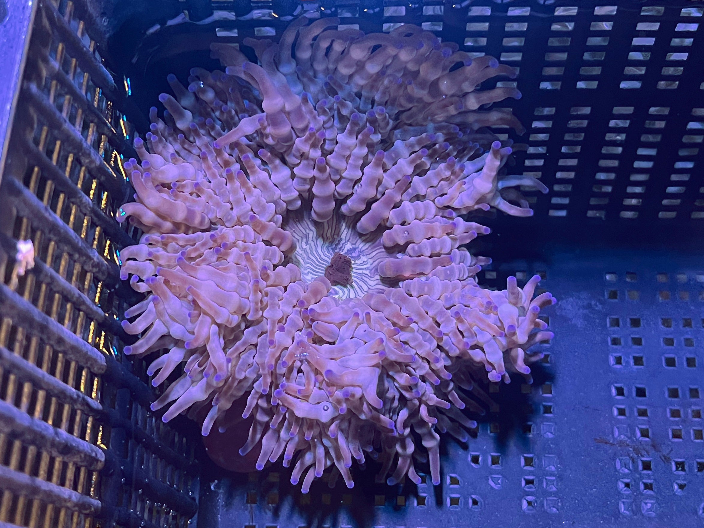 WYSIWYG Anemone #6