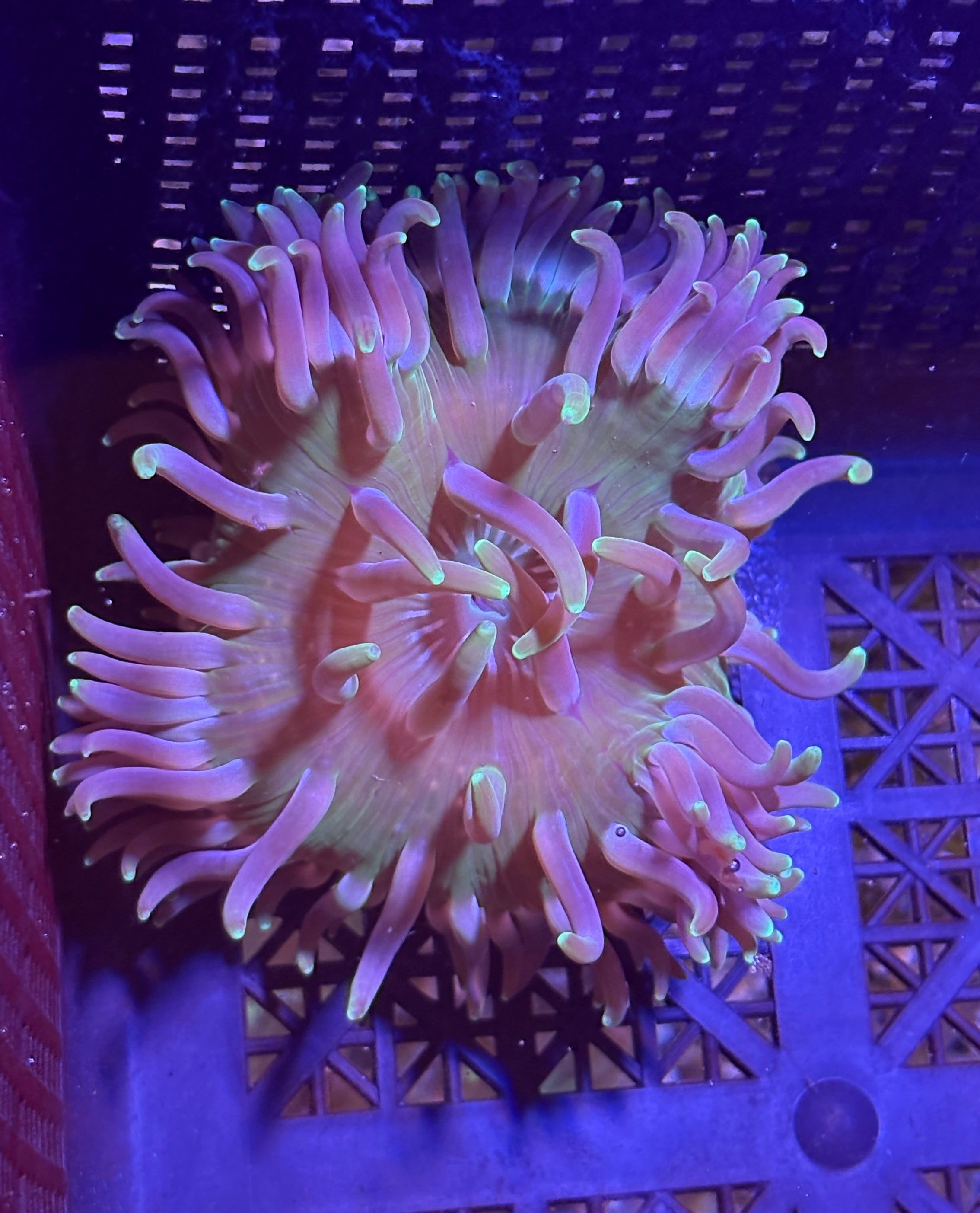 WYSIWYG Anemone #5