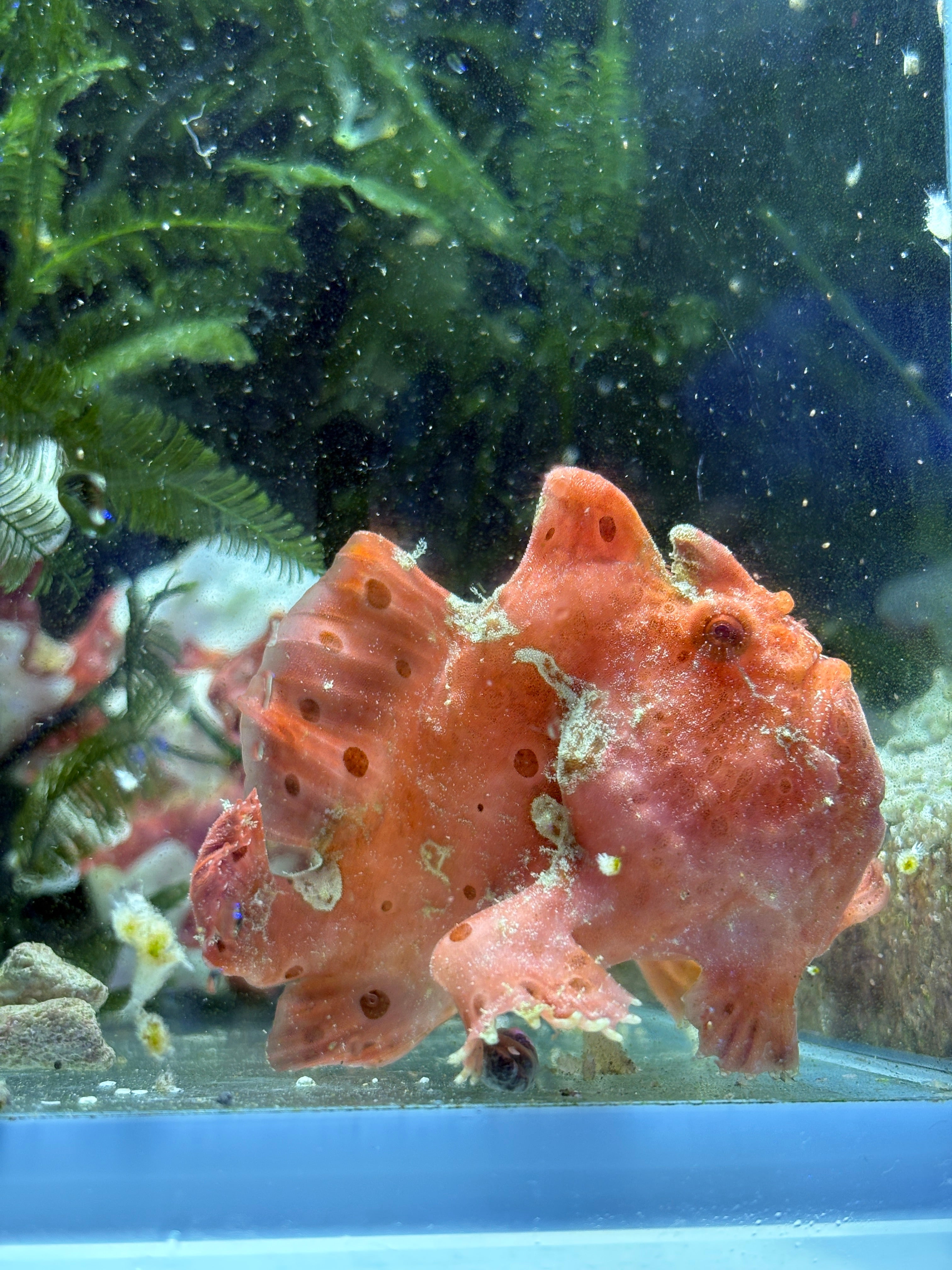 WYSIWYG Frogfish #2