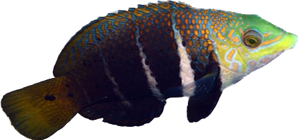 Barred Thickly Wrasse