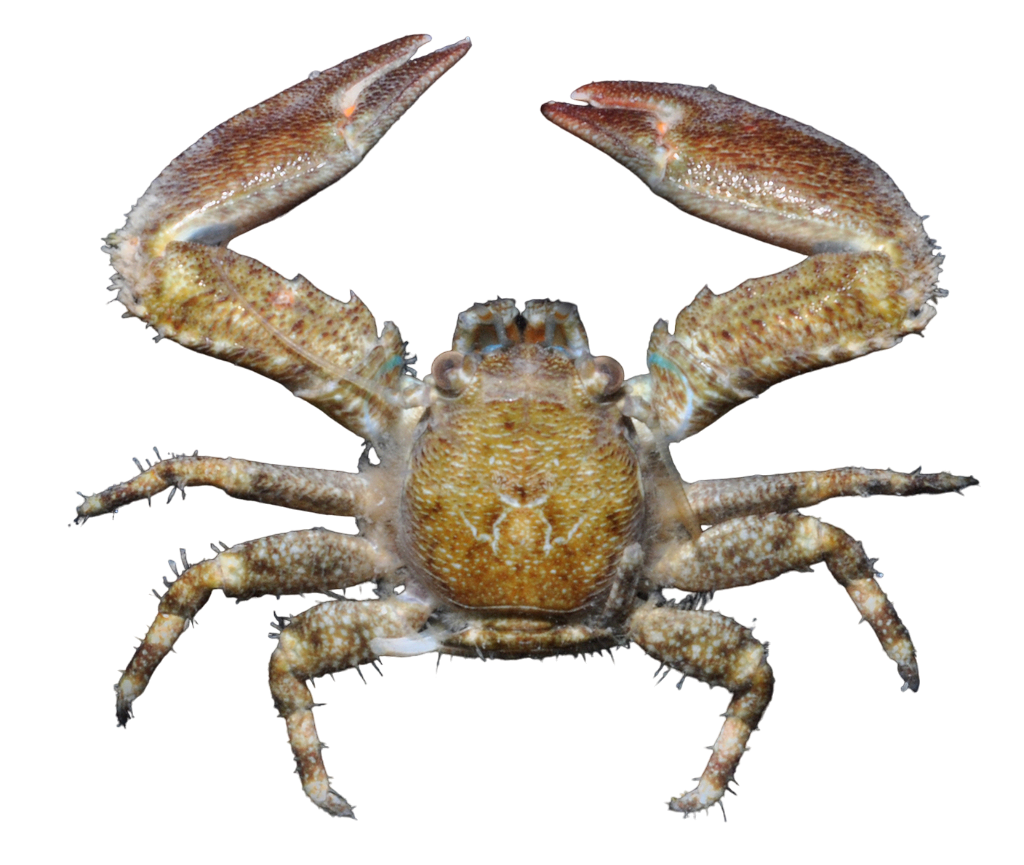 Green Porcelain Crabs