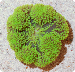 Green Gigantea Carpet Anemone