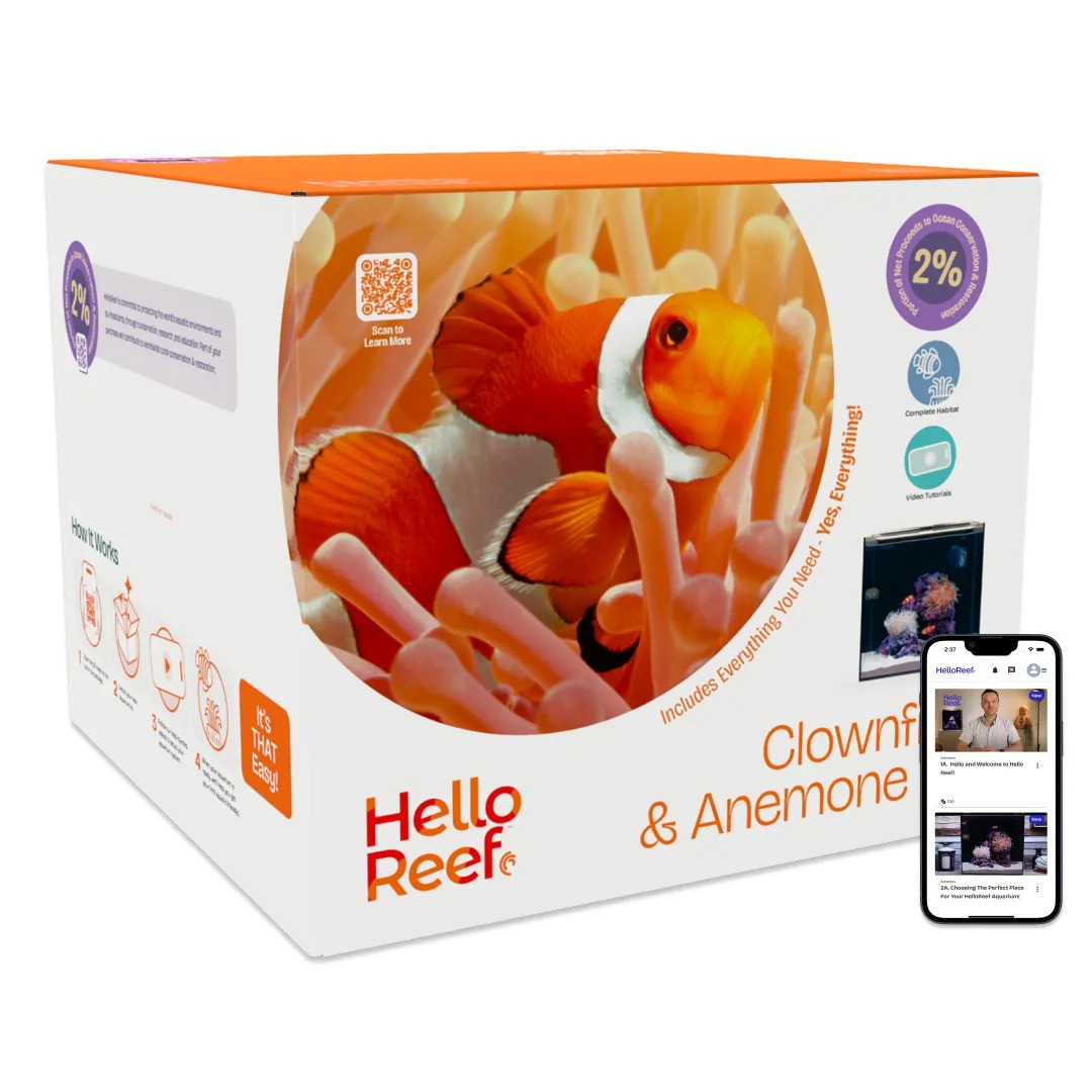 Clownfish and Anemone Aquarium Kit