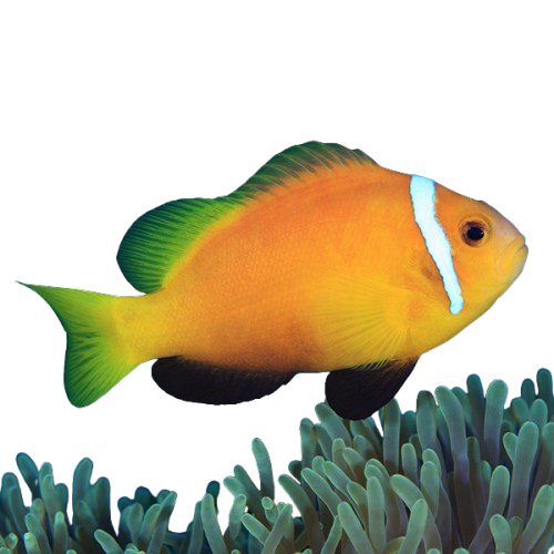 Black Foot Orange Clownfish