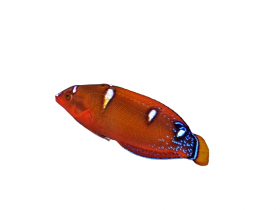 Queen Coris Wrasse Adult L