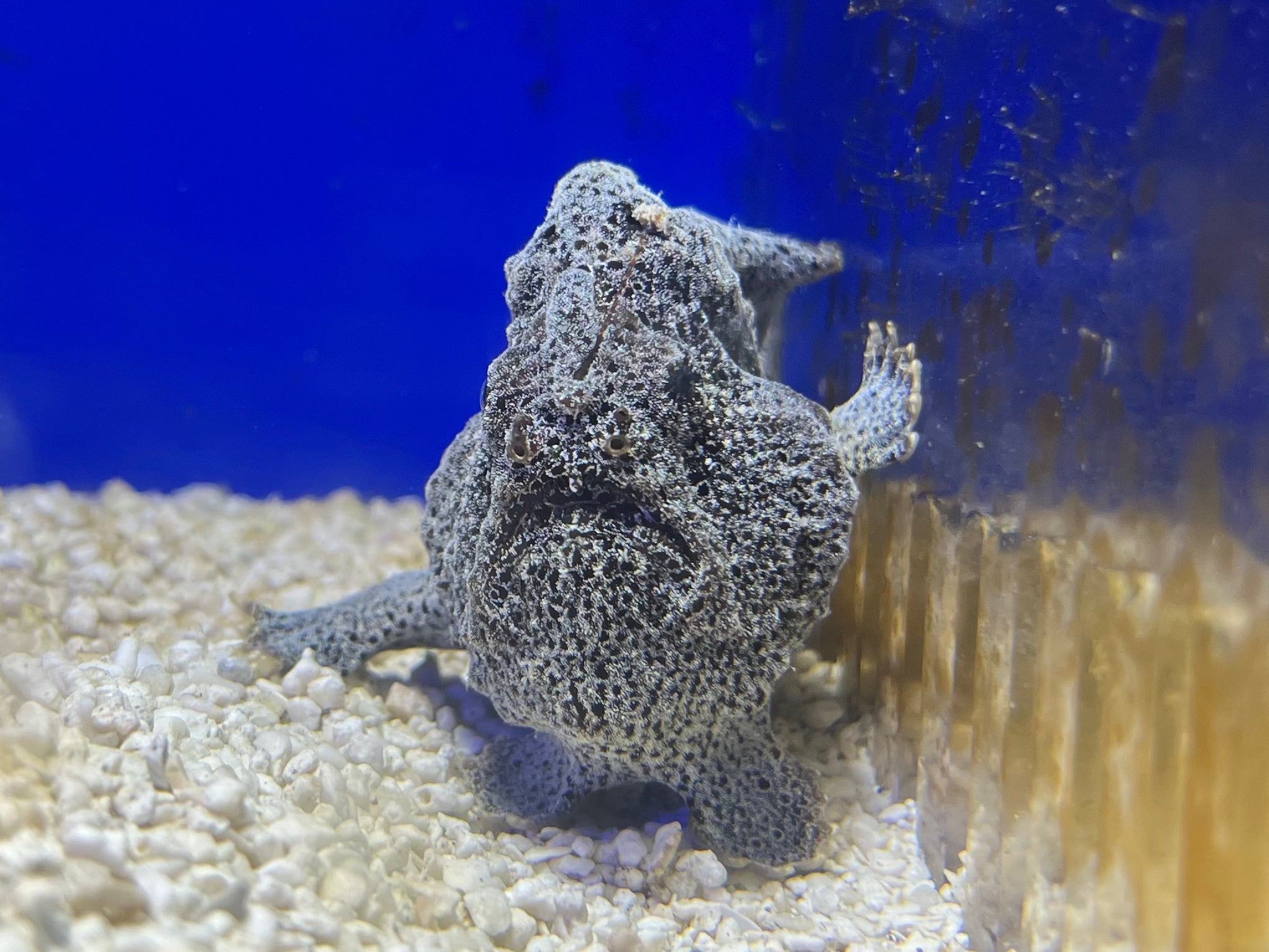 WYSIWYG Frogfish #3