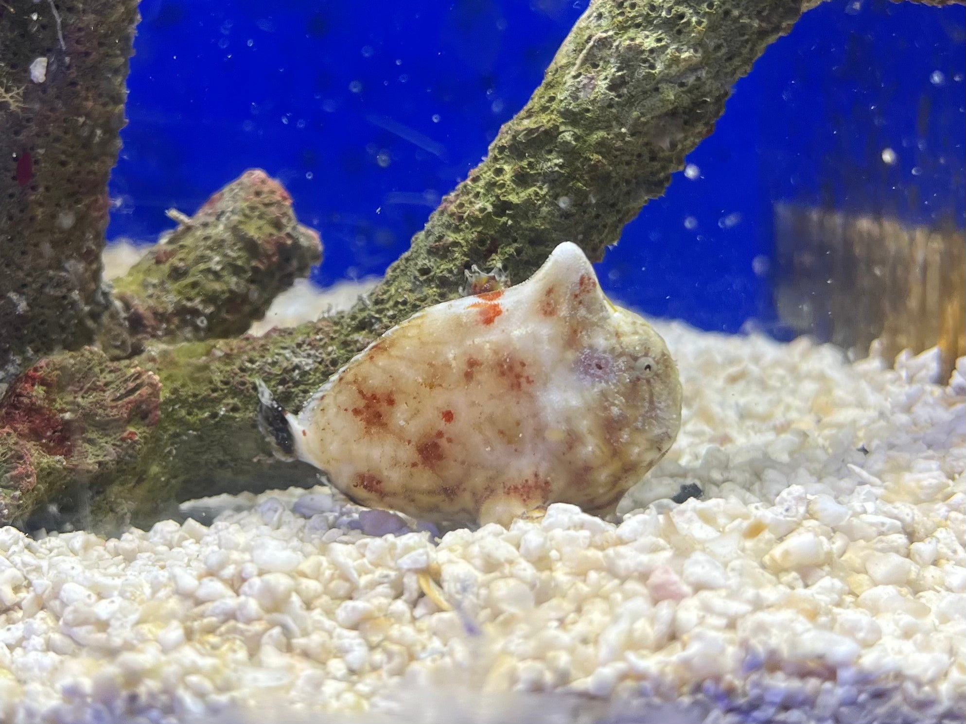 WYSIWYG Frogfish #4