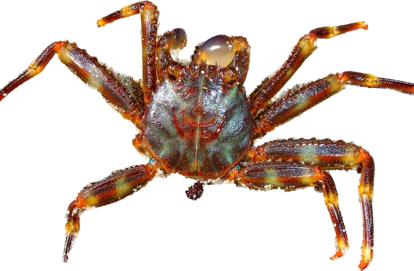 Sally Lightfoot Crab S