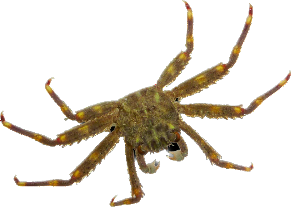 Sally Lightfoot Crab S