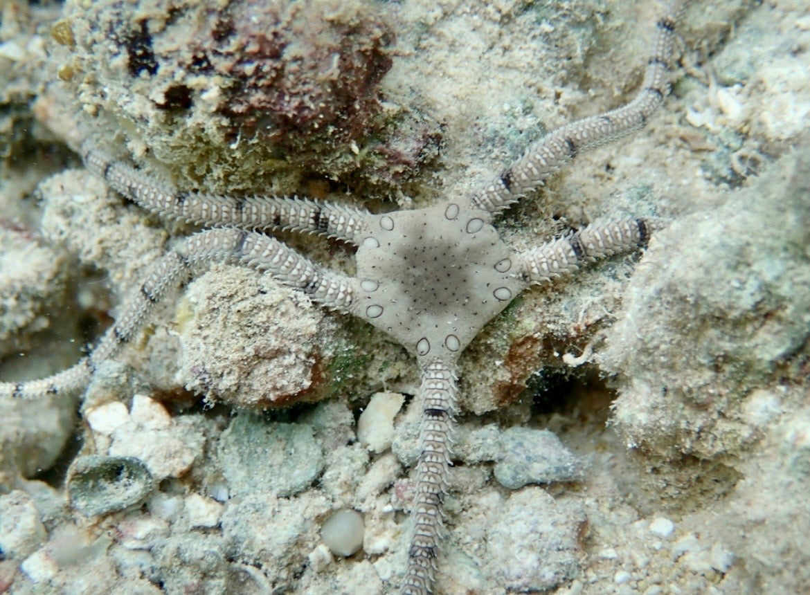 Serpent - Circle Marked