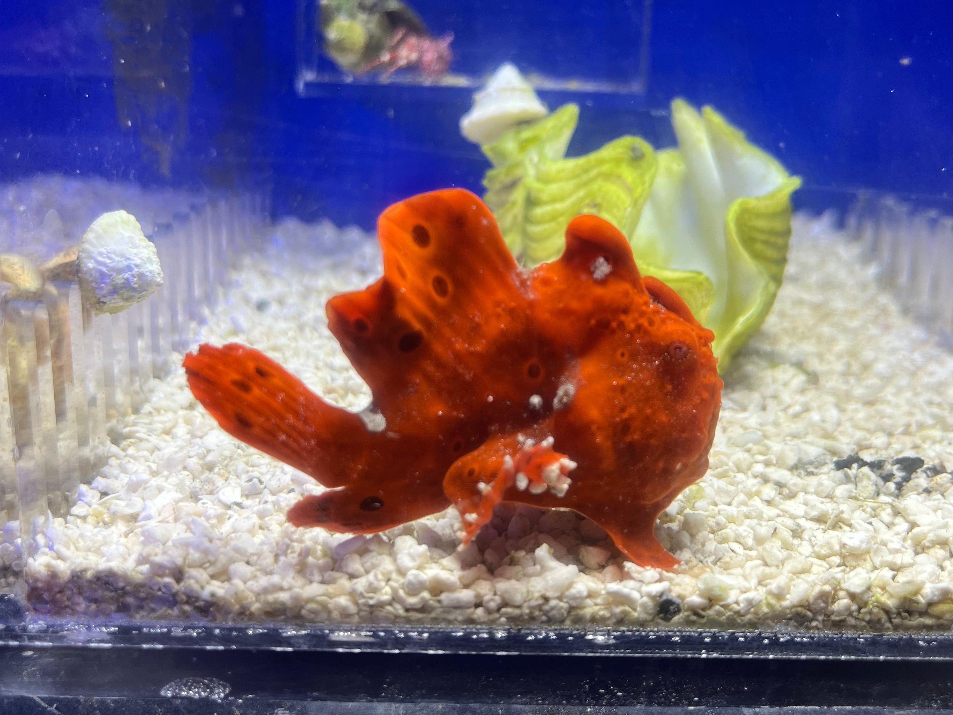 WYSIWYG Frogfish #2