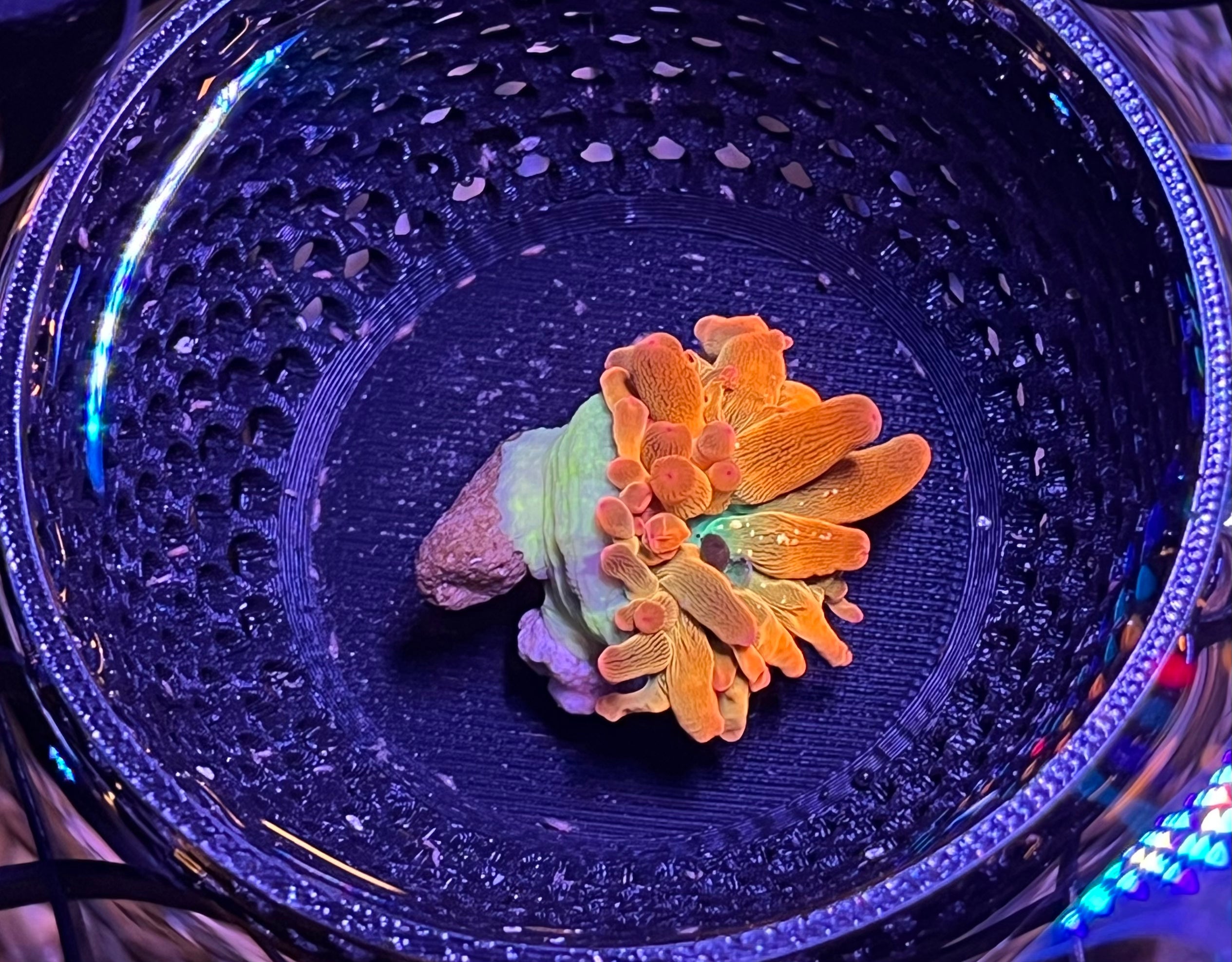 WYSIWYG Anemone #30