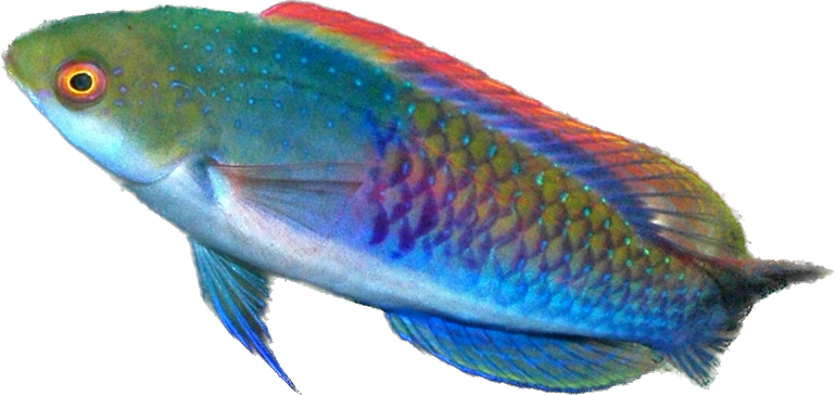 Bluespotted Wrasse