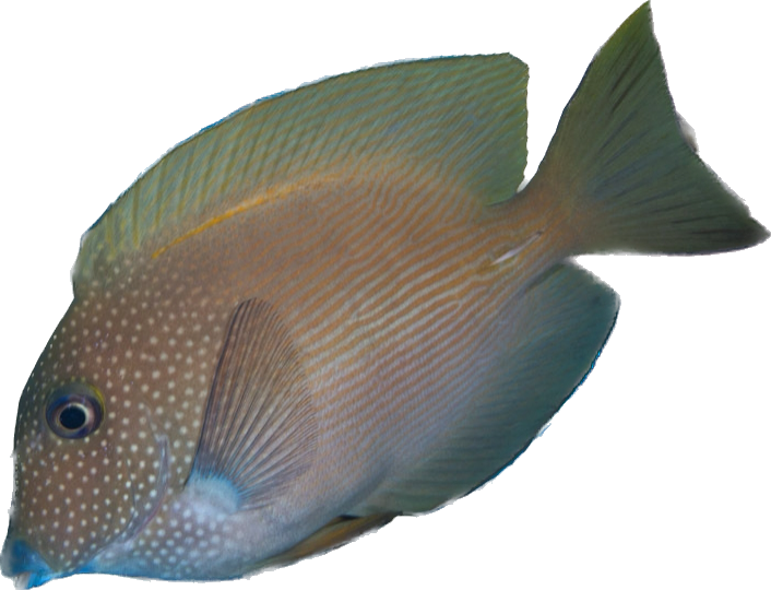 Orange Stripe Bristle Tooth Tang M