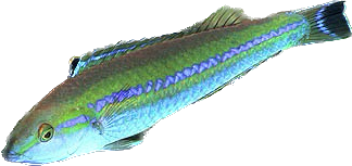 Smalltail Pencil Wrasse
