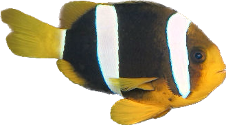 Allard's Clownfish