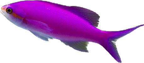 Purple Amethyst Anthia