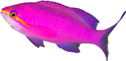 Purple Amethyst Anthia