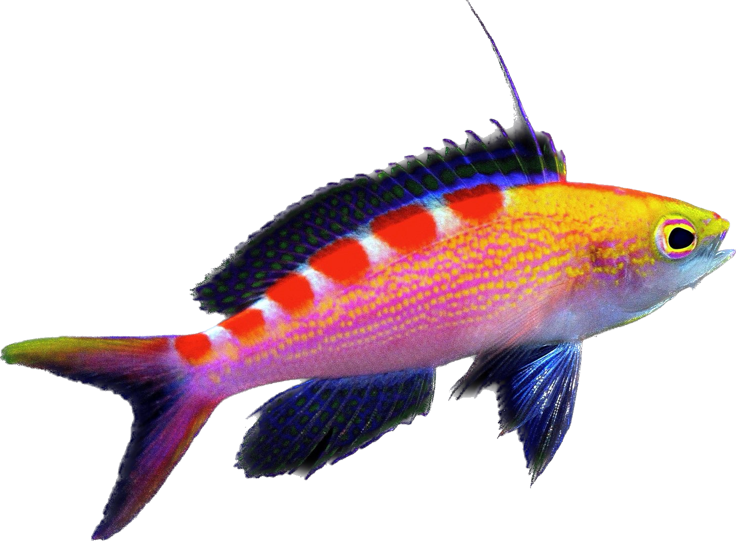 Red Saddled Anthia