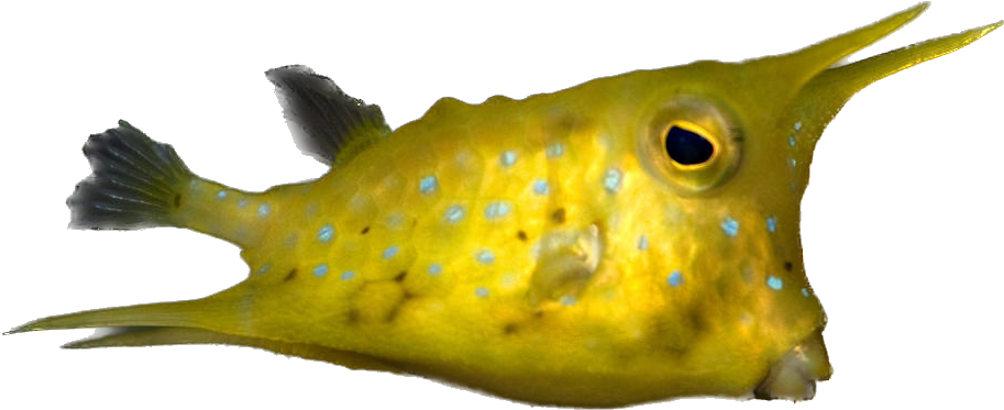 Long Horn Cowfish Adult w/ Horns S