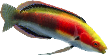 Katherine's fairy wrasse Super Male