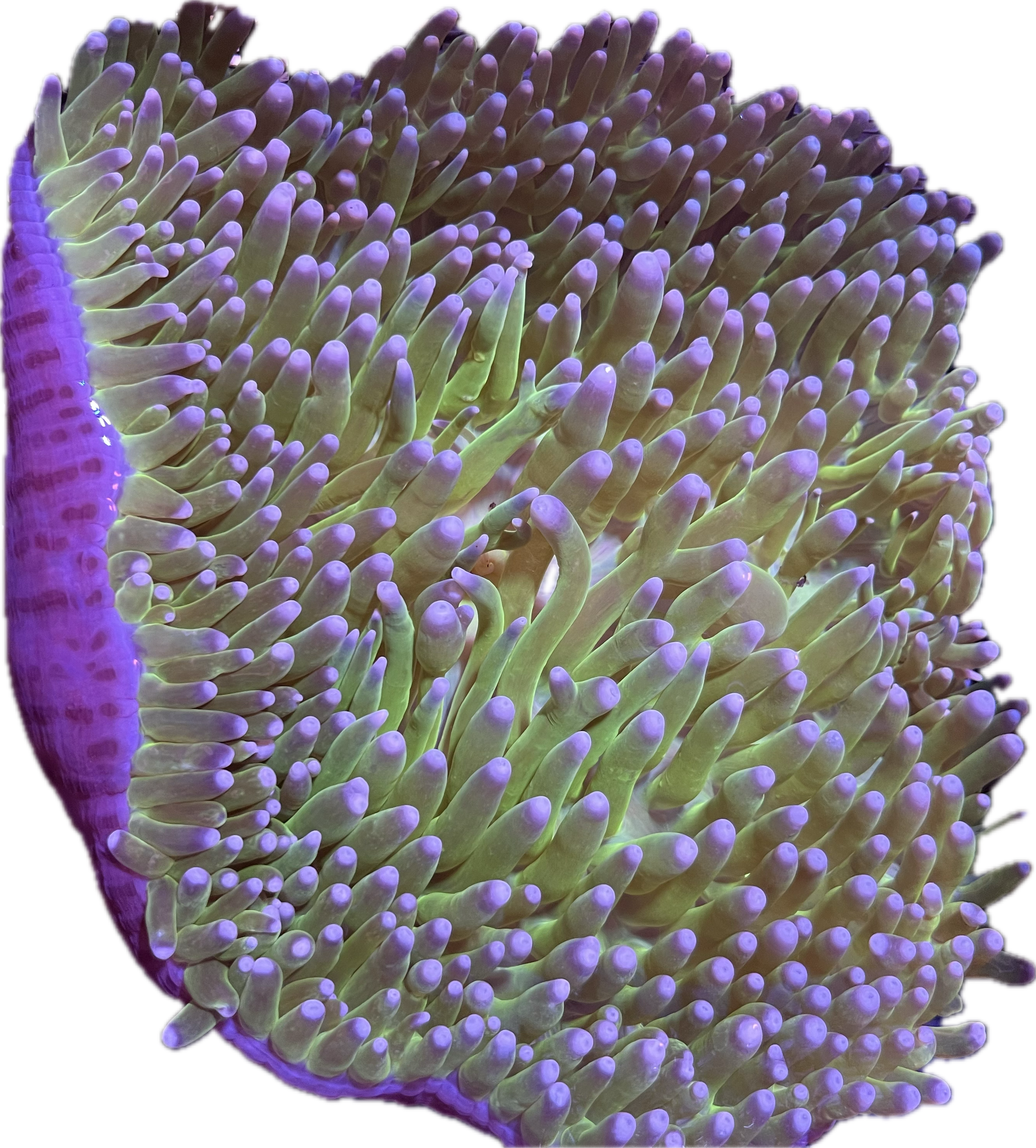 WYSIWYG Anemone #9