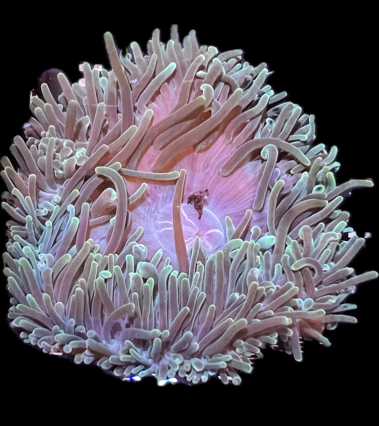WYSIWYG Anemone #10