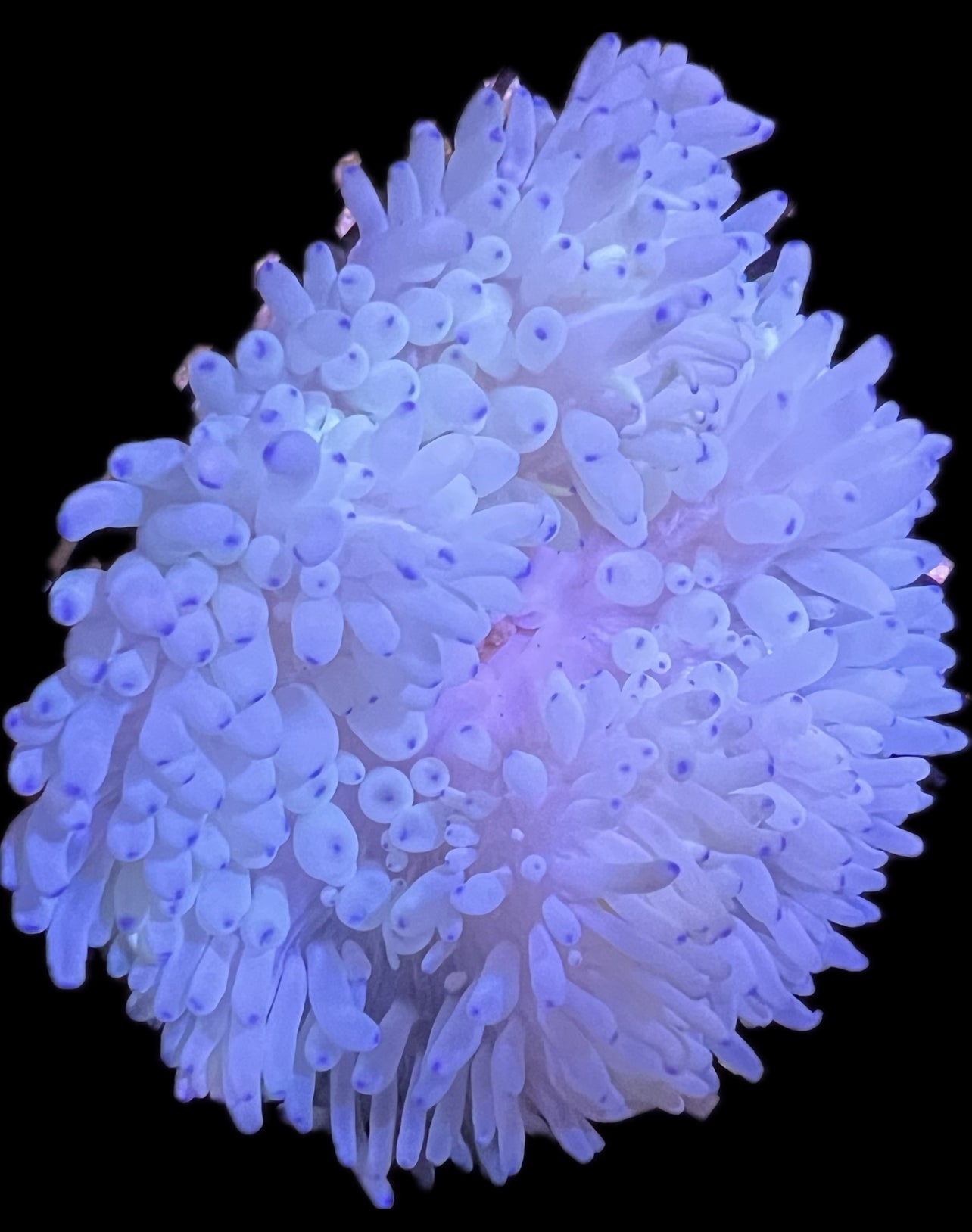 WYSIWYG Anemone #17