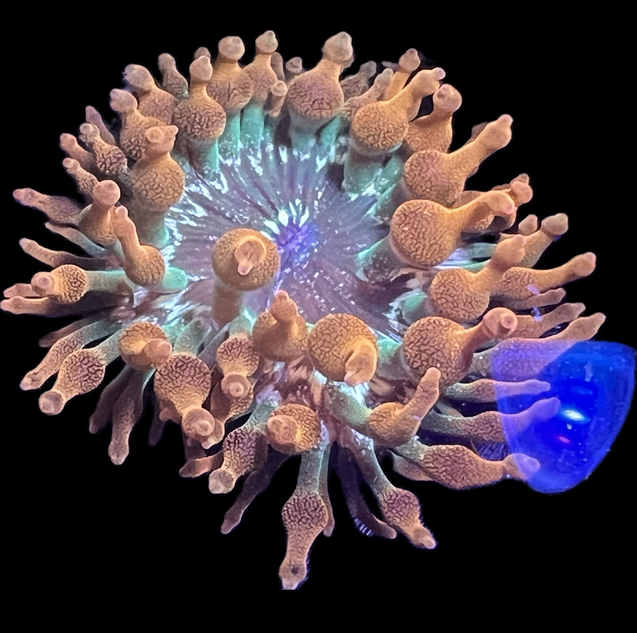 WYSIWYG Anemone #30