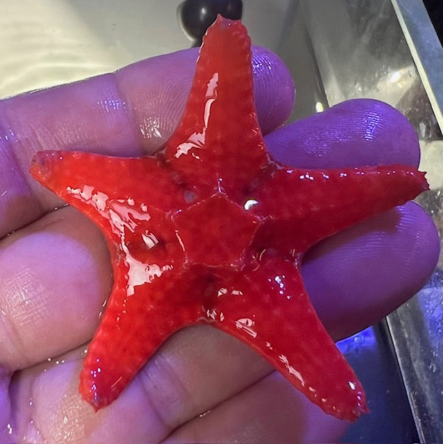 Chocolate Chip Star - Pure Red