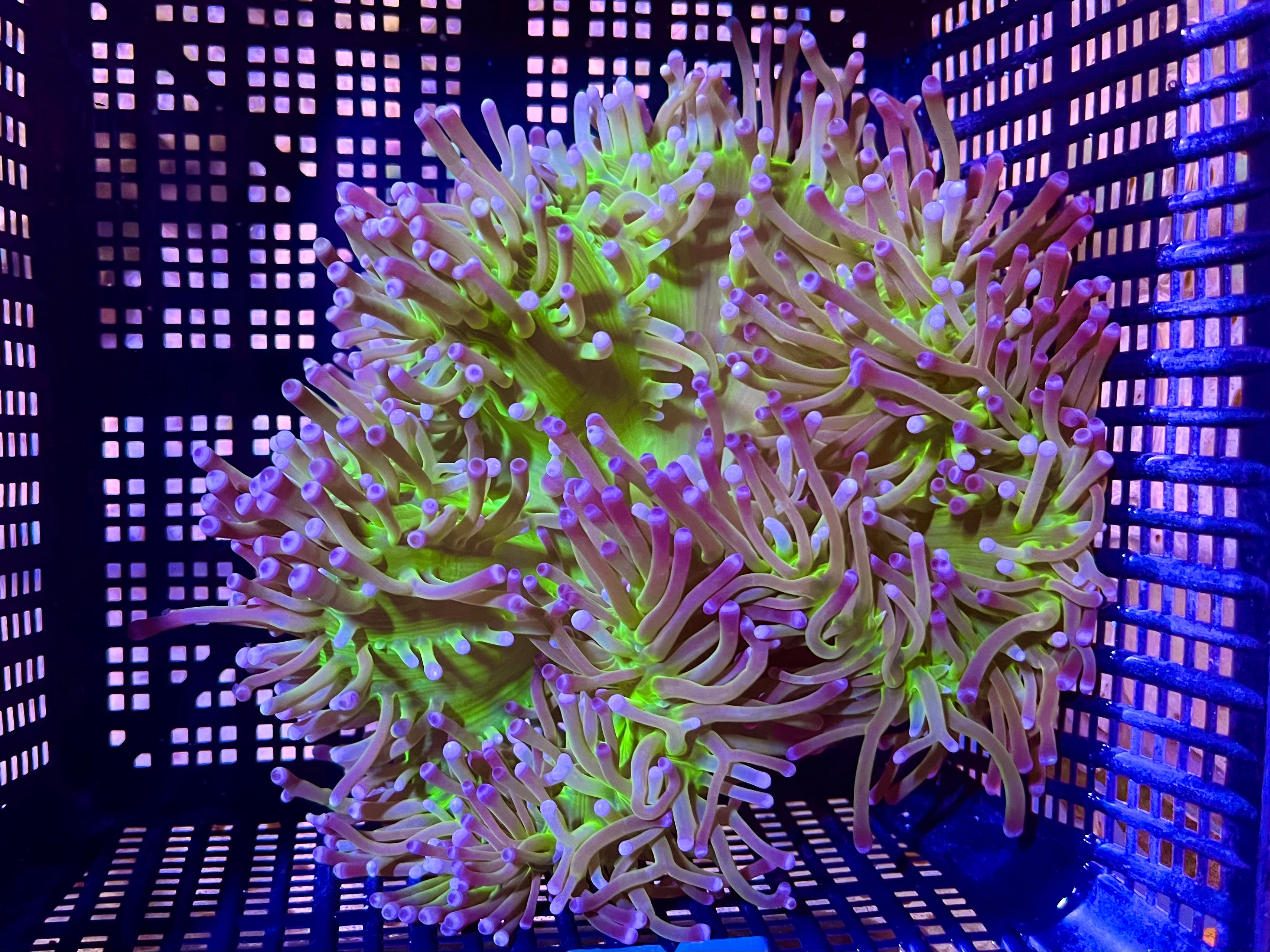 WYSIWYG Anemone #16